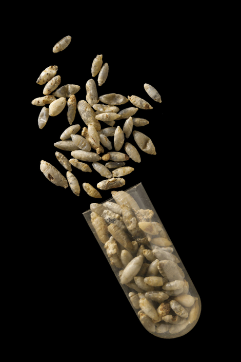 A small sampling of the 1,510 fossilized fly pupae used in the study.